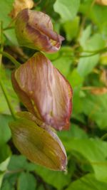 Close-up of flowering plant