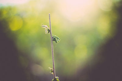 Flowering branch illuminated by sun