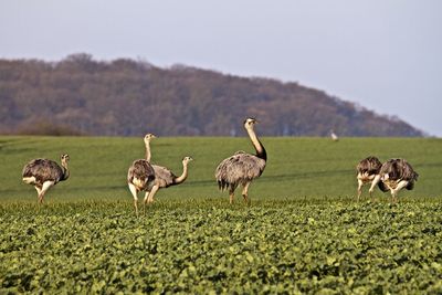 Rheas on green field against clear sky