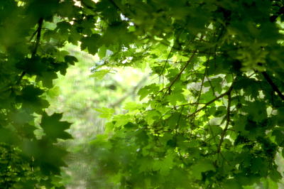 Full frame shot of tree