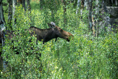 Full length of a cat in forest