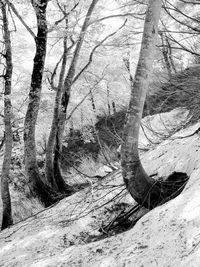 Close-up low section of bare tree against water