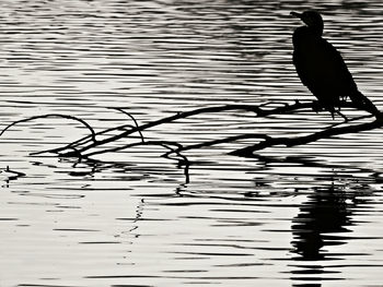 Silhouette bird perching on lake