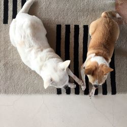 High angle view of dogs sleeping on footpath