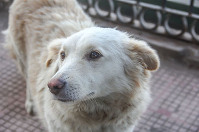 Close-up of dog