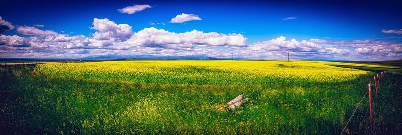 Scenic view of oilseed rape field against sky