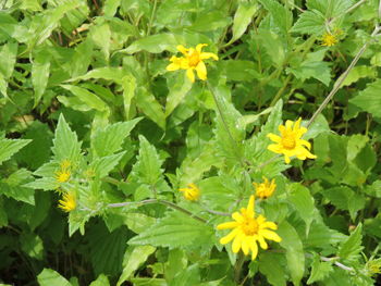 Close-up of yellow flowers blooming outdoors