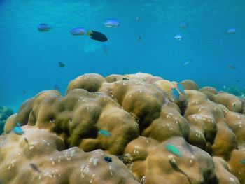 Fish swimming in sea