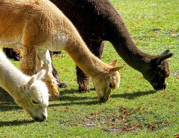 Close-up of sheep grazing on field