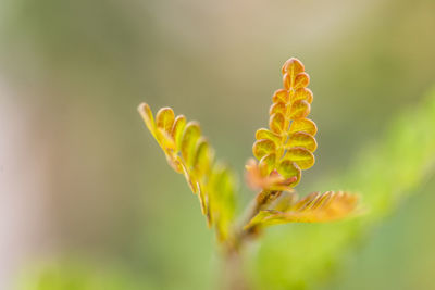 Close-up of yellow flowering plant