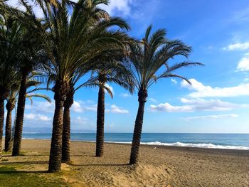 Palm trees on beach against sky