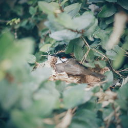 Close-up of bird perching on plant