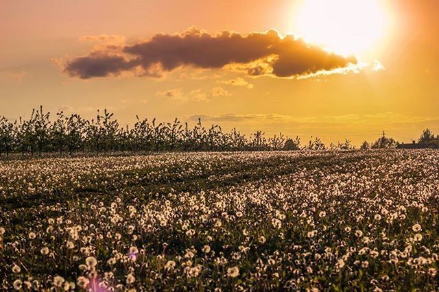 sunset, sky, flower, field, beauty in nature, plant, tranquil scene, nature, growth, tranquility, landscape, scenics, cloud - sky, sun, sunlight, rural scene, idyllic, agriculture, cloudy, outdoors