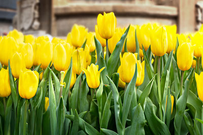 Close-up of yellow tulips on field