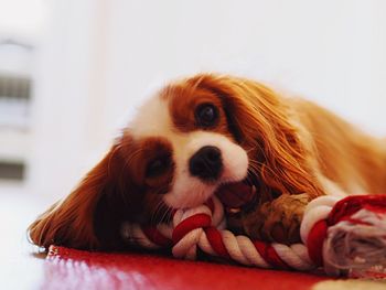 Close-up portrait of dog relaxing