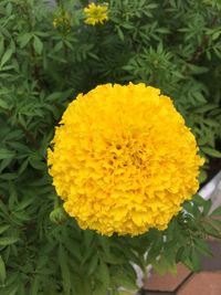 Close-up of yellow marigold blooming outdoors