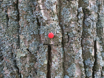 Close-up of heart shape on tree trunk