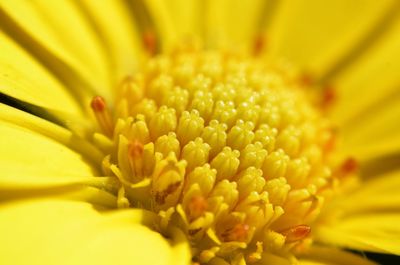 Macro shot of yellow flower