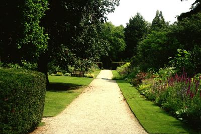 Narrow pathway along trees