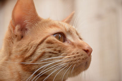 Close-up portrait of cat