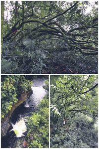 Trees growing in forest