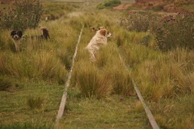 View of a cat on field