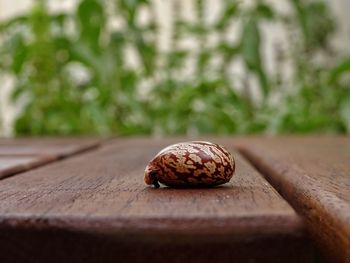 Close-up of snail on wood