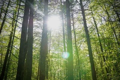 Low angle view of trees in forest