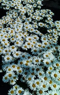 Close-up of white daisy flowers