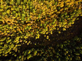 Full frame shot of yellow flowering plants