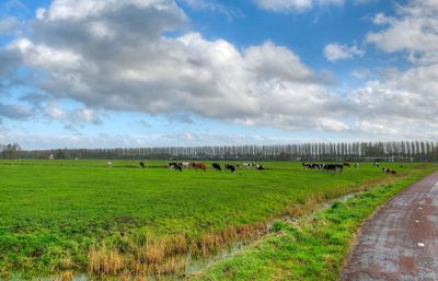 Sheep grazing on field against sky