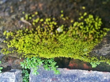 Close-up of plant growing on tree trunk