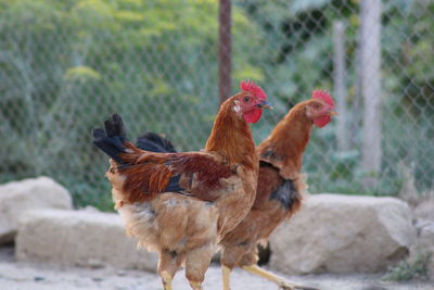 Herd of a bird