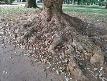 Close-up of tree roots on field