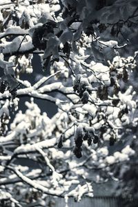 Close-up of flower tree