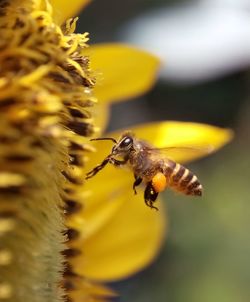 Close-up of bee pollinating on yellow flower