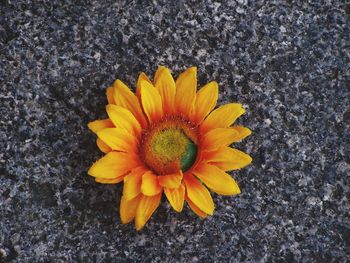 Close-up of yellow flower