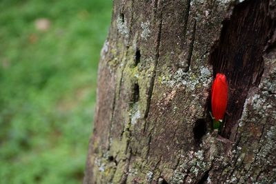 Close-up of lizard on tree trunk