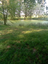 Scenic view of trees growing on field