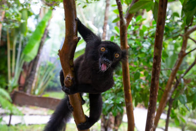 Portrait of monkey hanging on tree