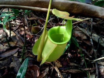 High angle view of plant growing on field