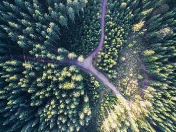 Trees in sunlight