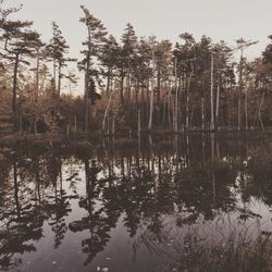 Reflection of trees in lake against sky