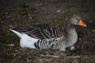 Close-up of duck on field