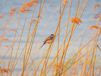 Close-up of bird perching on grass