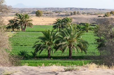 Scenic view of palm trees on landscape