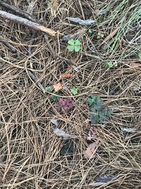 High angle view of bird on twig