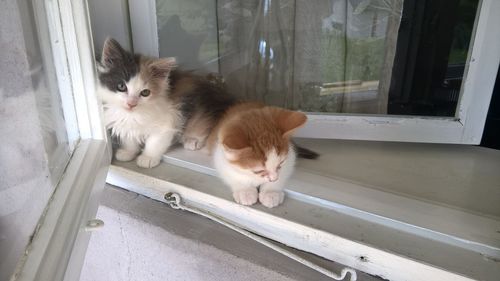 Cat looking through window