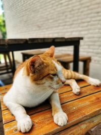 Cat sleeping on table