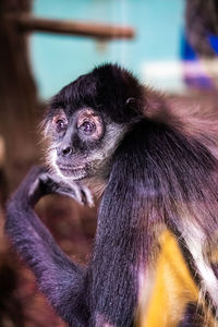 Close-up of monkey